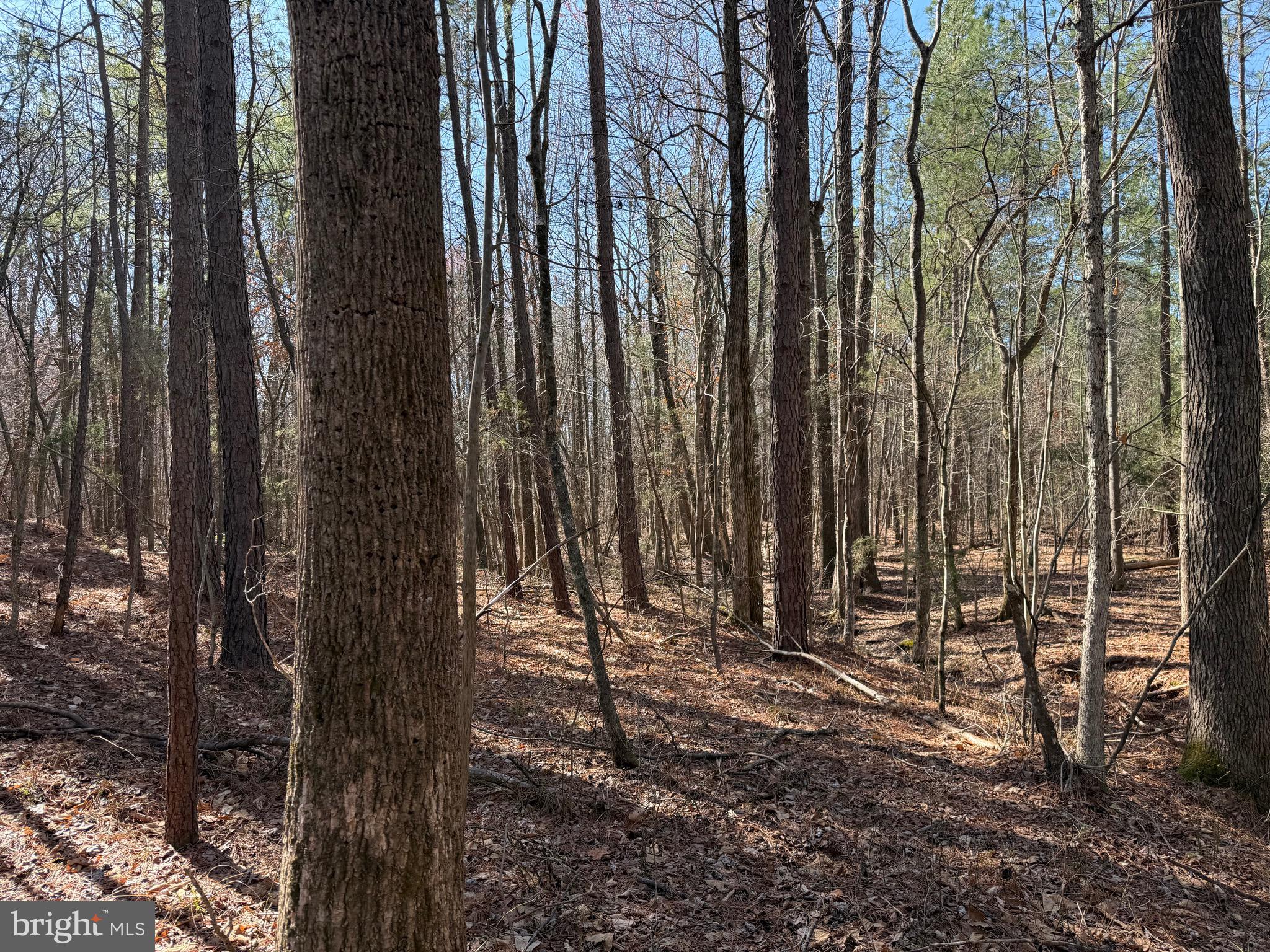 1 Maple Bridge Road Dillwyn, VA 23936 - Photo 4 of 23