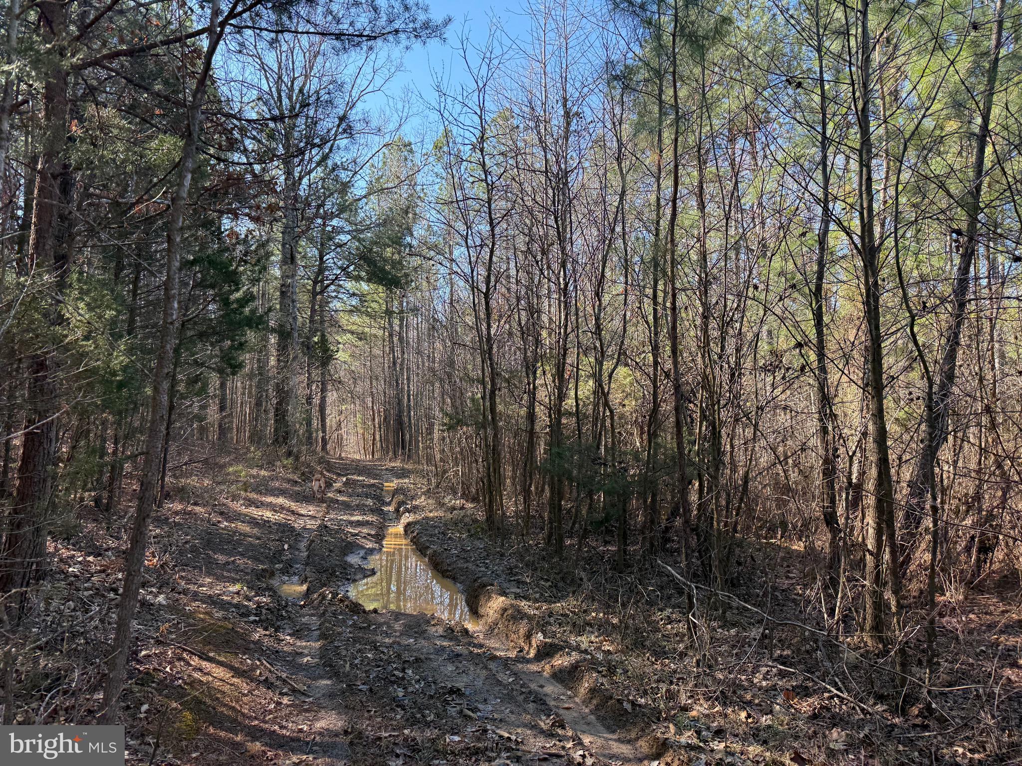 1 Maple Bridge Road Dillwyn, VA 23936 - Photo 5 of 23