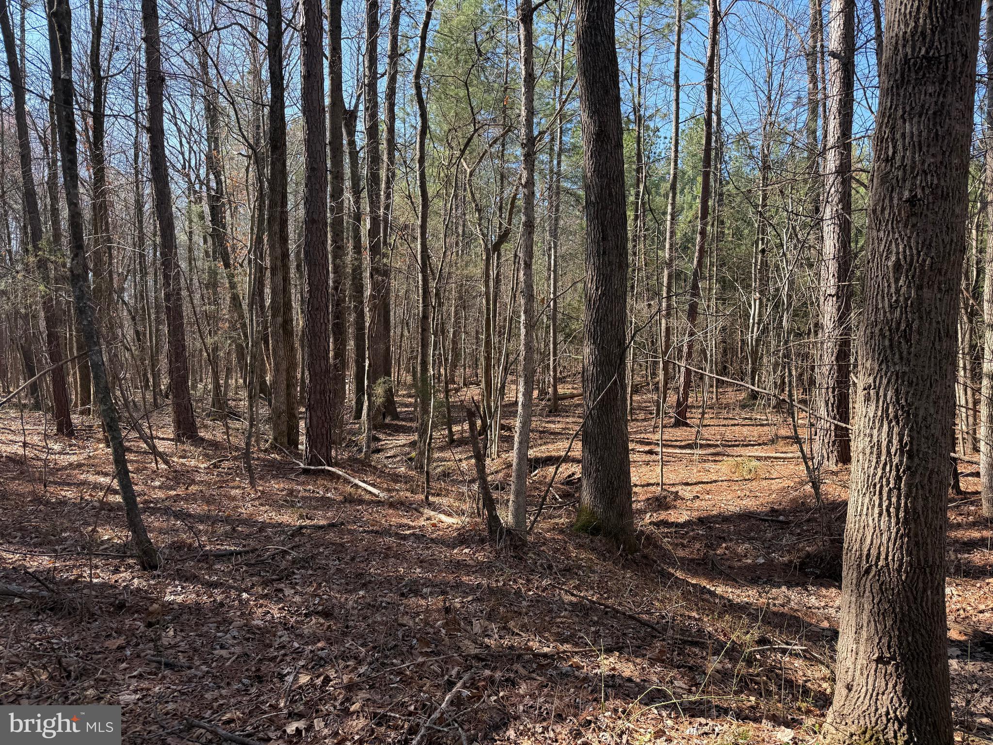 1 Maple Bridge Road Dillwyn, VA 23936 - Photo 6 of 23