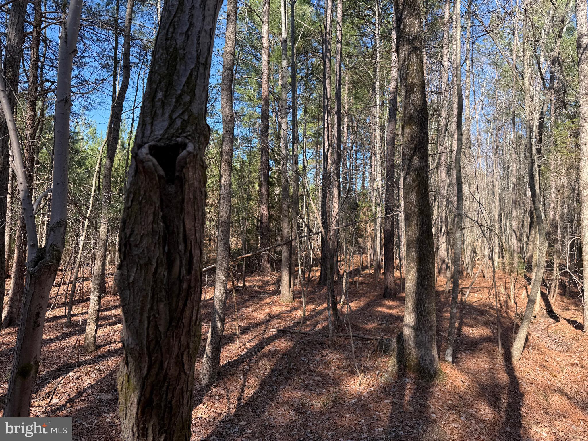 1 Maple Bridge Road Dillwyn, VA 23936 - Photo 7 of 23