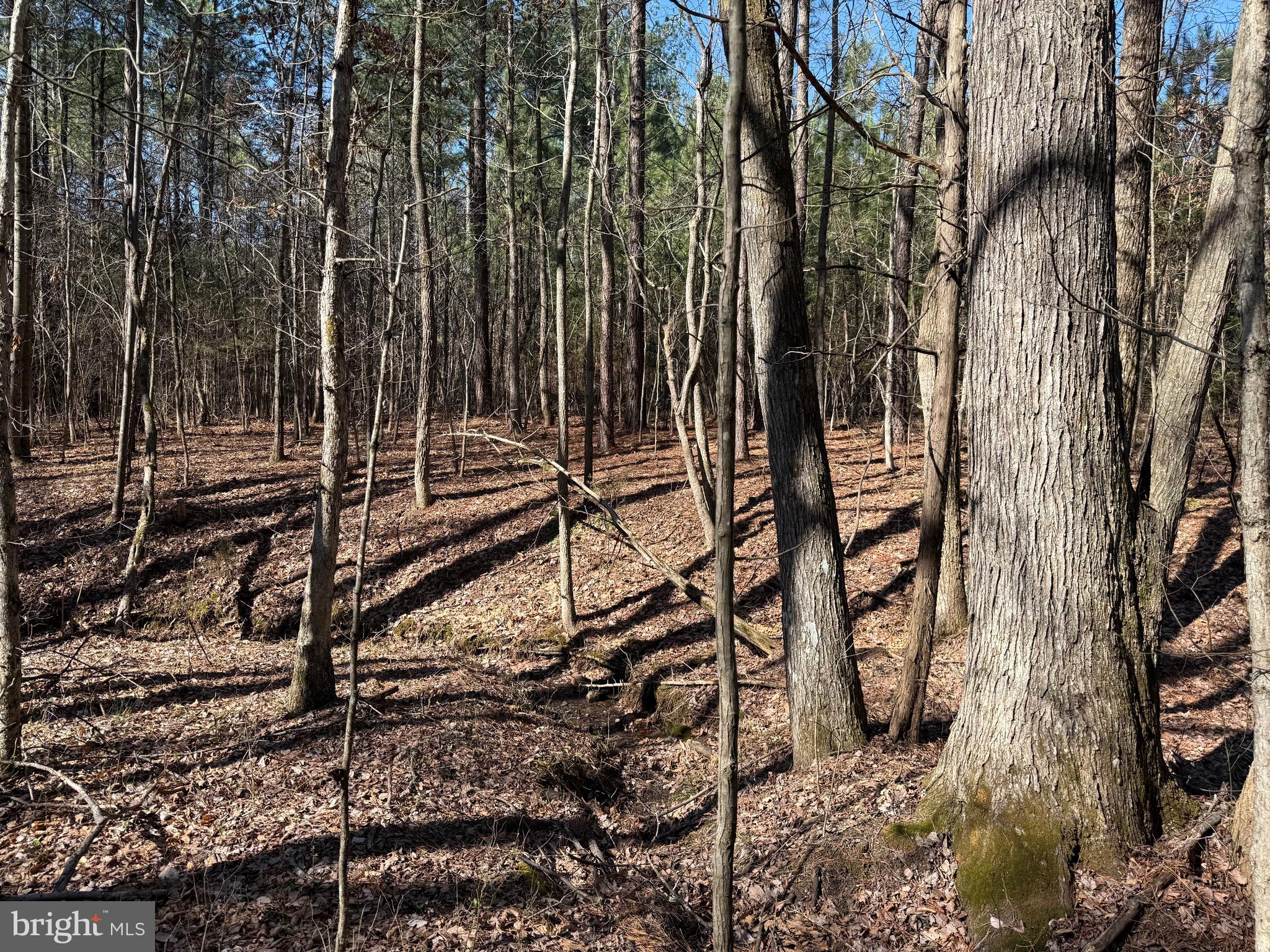 1 Maple Bridge Road Dillwyn, VA 23936 - Photo 8 of 23
