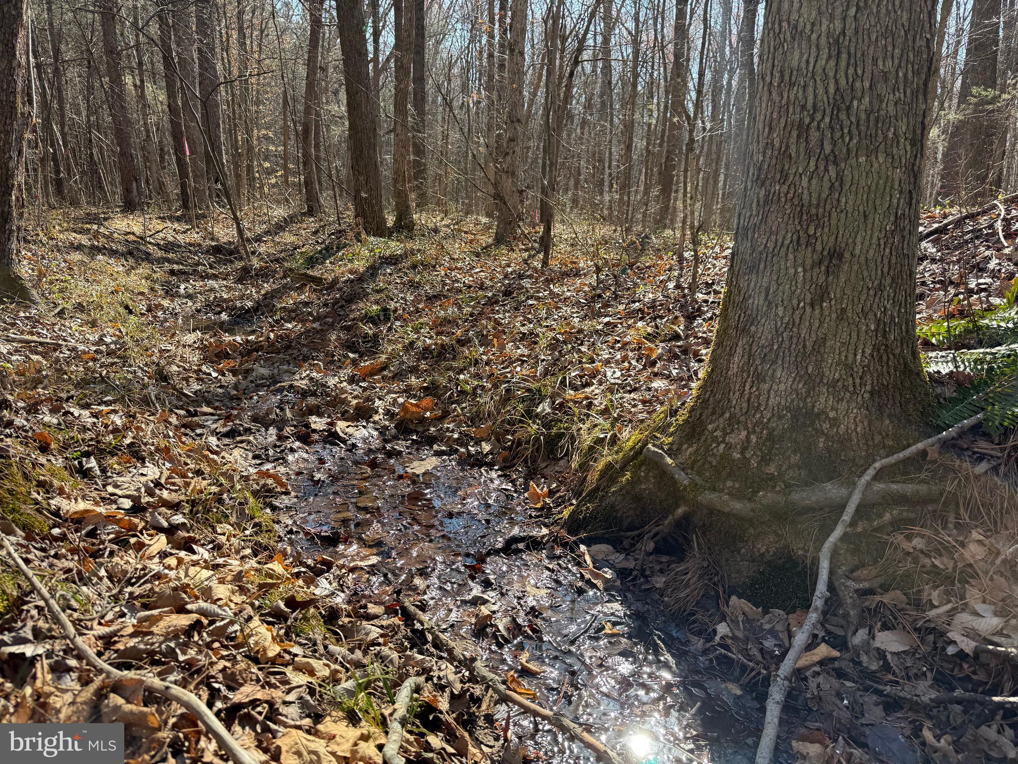 1 Maple Bridge Road Dillwyn, VA 23936 - Photo 9 of 23