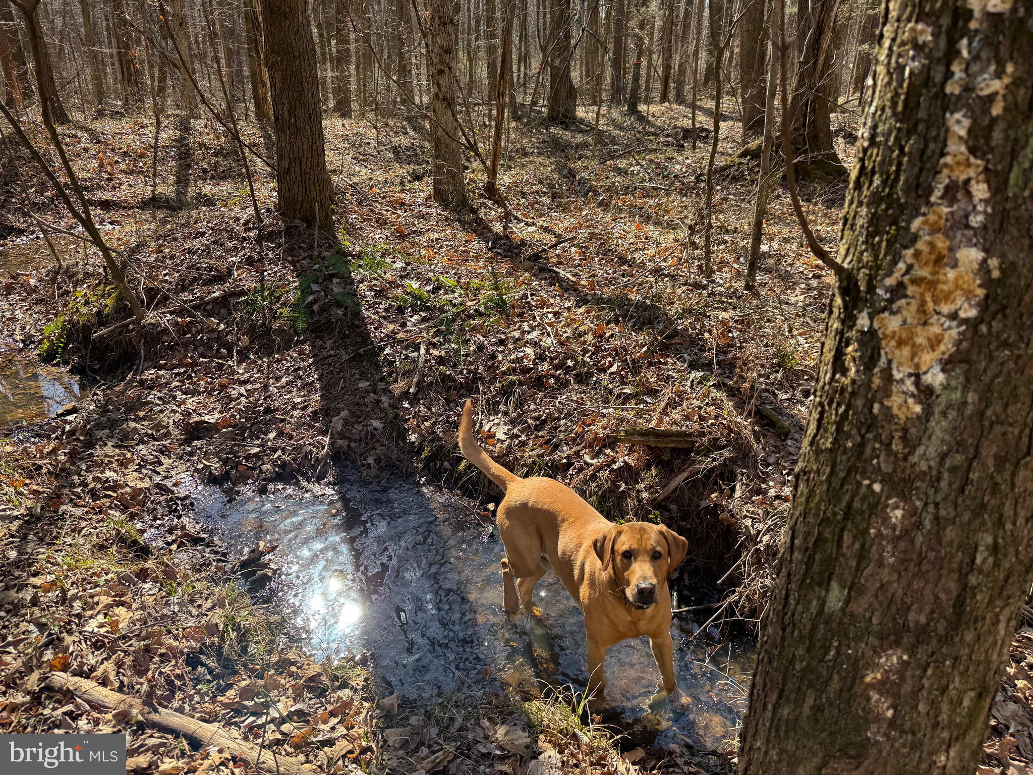 1 Maple Bridge Road Dillwyn, VA 23936 - Photo 10 of 23