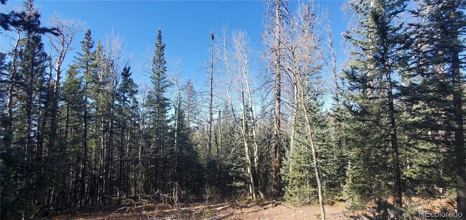 a view of a forest with trees in the background