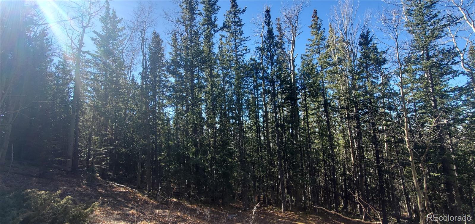 Lot 6581 Ackerman Road San Luis, CO 81152 - Photo 3 of 15 a view of forest