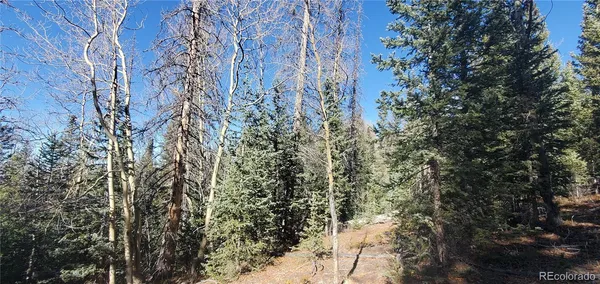 a view of a forest with a tree
