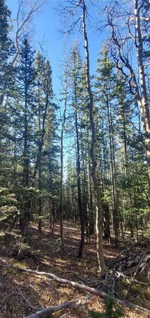 a view of a forest with a yard