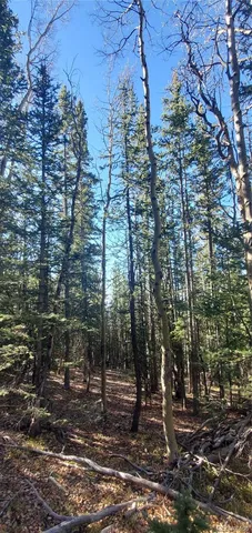 a view of a forest with a yard