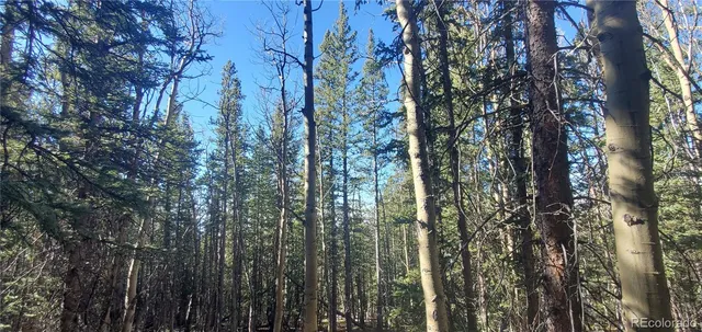a view of a forest with trees