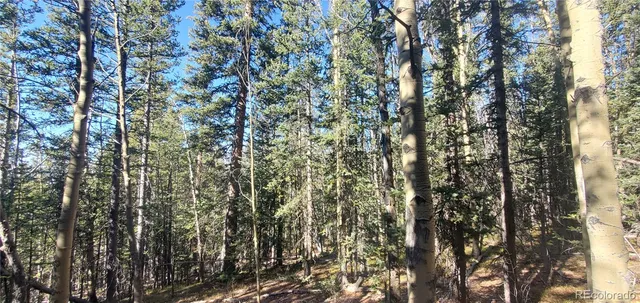 a close up of a plant