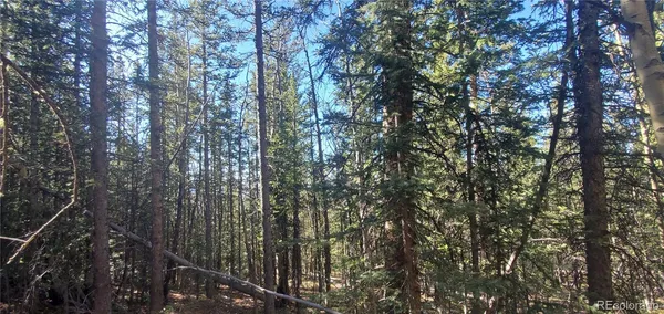 a view of forest