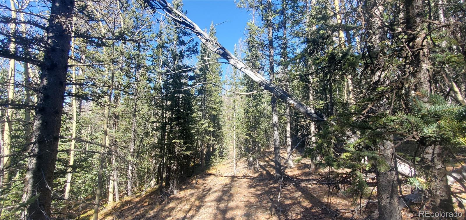 Lot 6581 Ackerman Road San Luis, CO 81152 - Photo 9 of 15 a view of forest