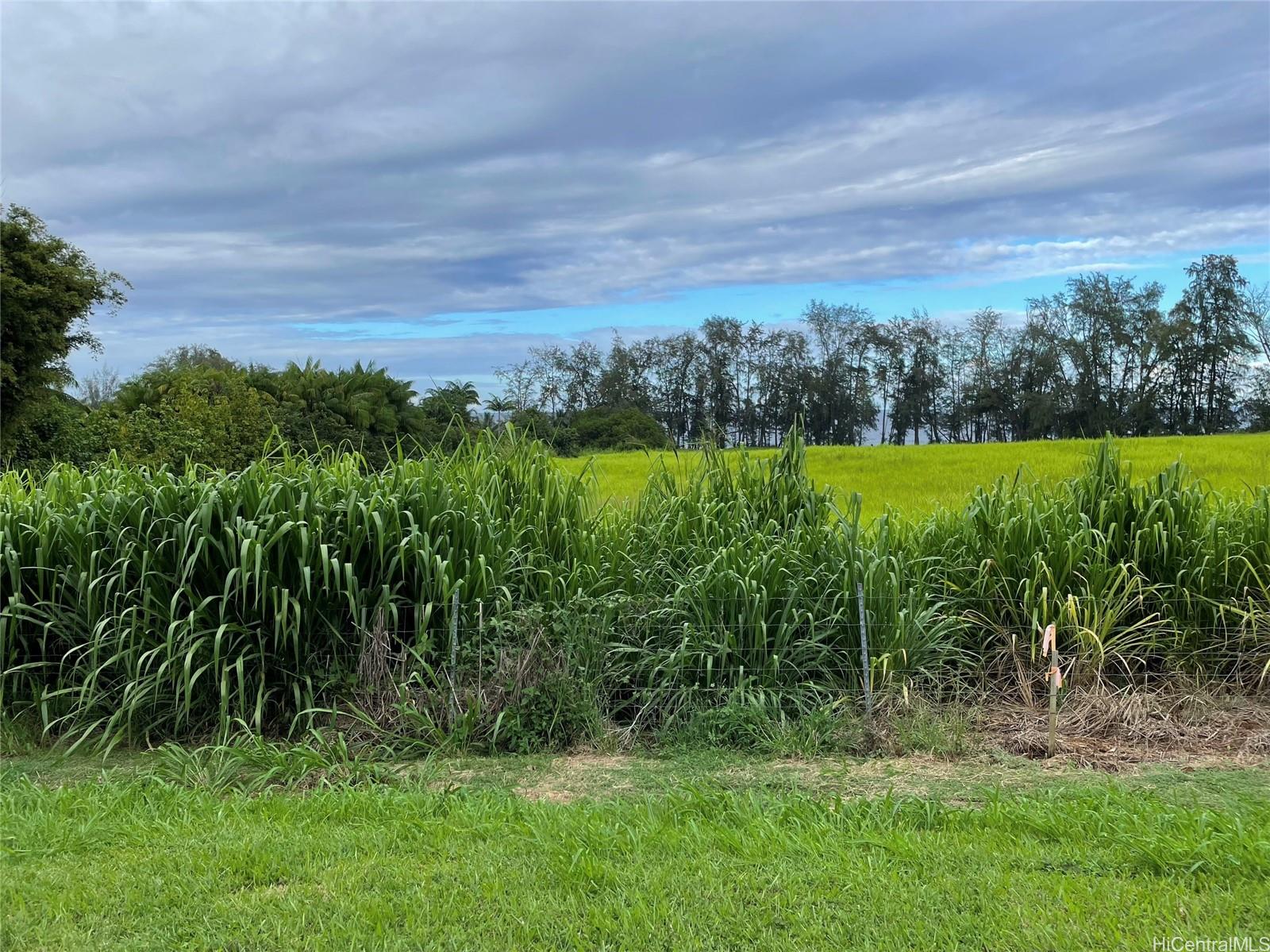 28-3280 Beach Road Pepeekeo, HI 96783 - Photo 8 of 8 a view of a yard with an outdoor space
