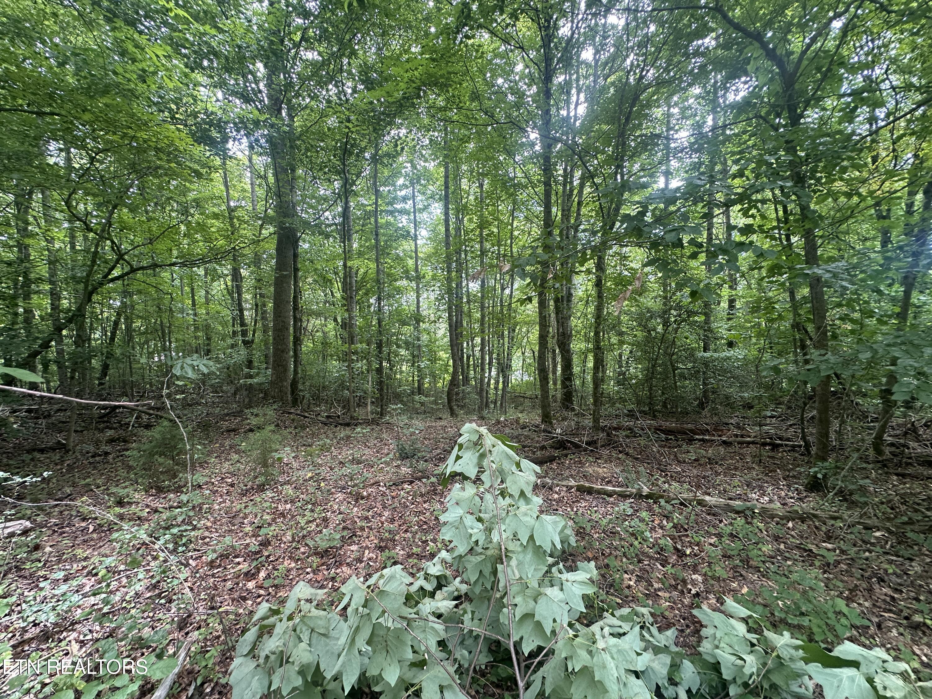 7070 Ross Road Philadelphia, TN 37846 - Photo 25 of 30 IMG_4397