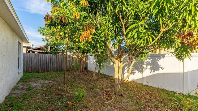 a view of backyard with tree