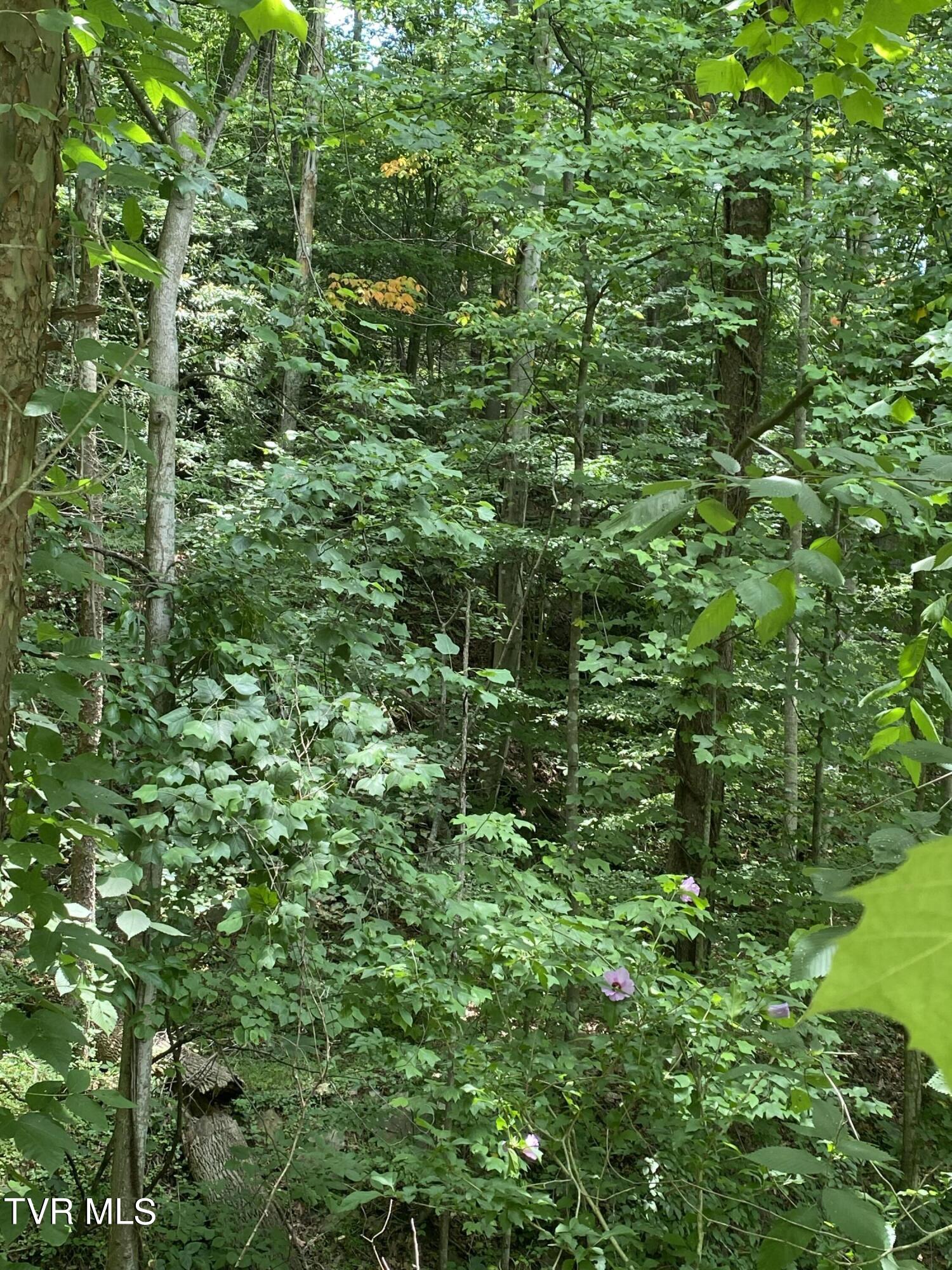 0 Dry Fork Road Vansant, VA 24656 - Photo 17 of 18 IMG_9478