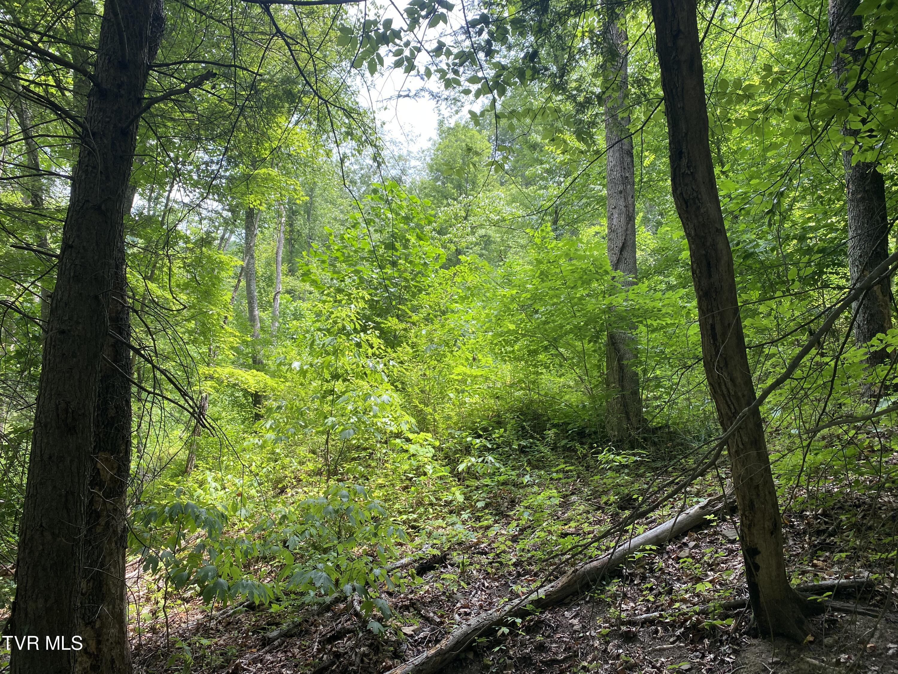 0 Dry Fork Road Vansant, VA 24656 - Photo 18 of 18 IMG_9497