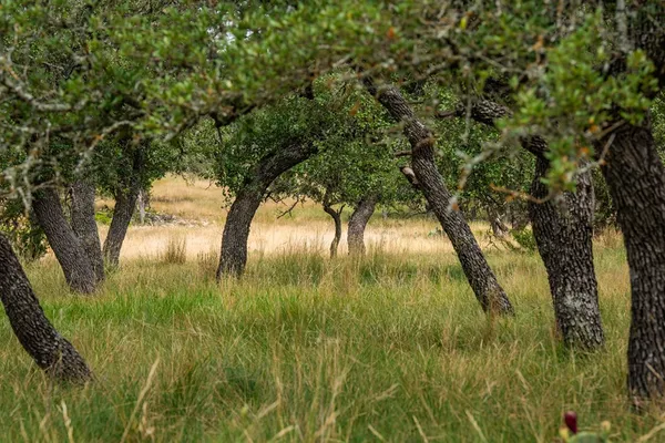 $147,500 | Lot 33 Nott Branch Road, Unit 33, Harper, TX 78631