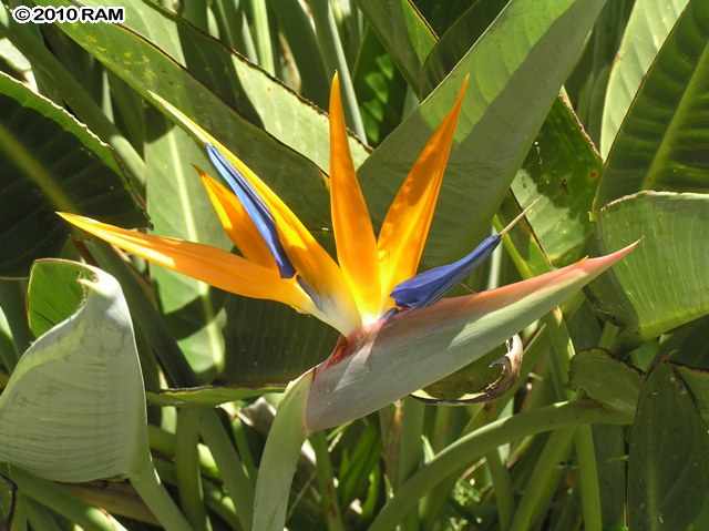 715 South Kihei Road, Unit 226 Kihei, HI 96753 - Photo 24 of 26 a view of banana tree