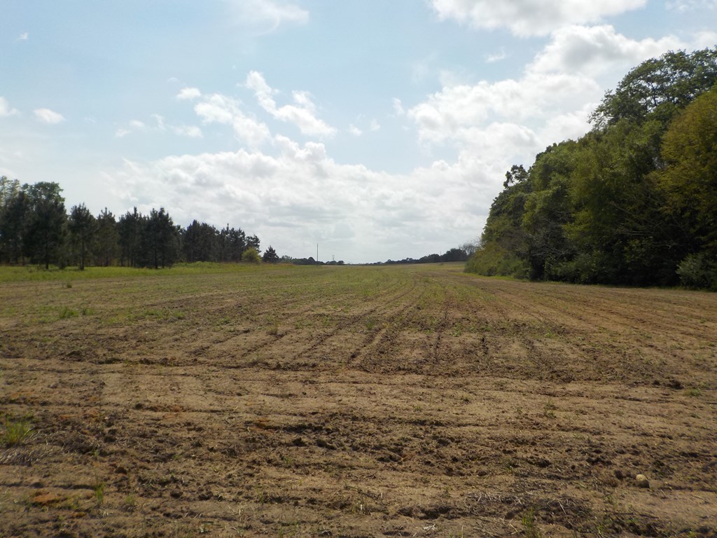 5.3-ac Memphis Church Road Dothan, AL 36301 - Photo 4 of 29