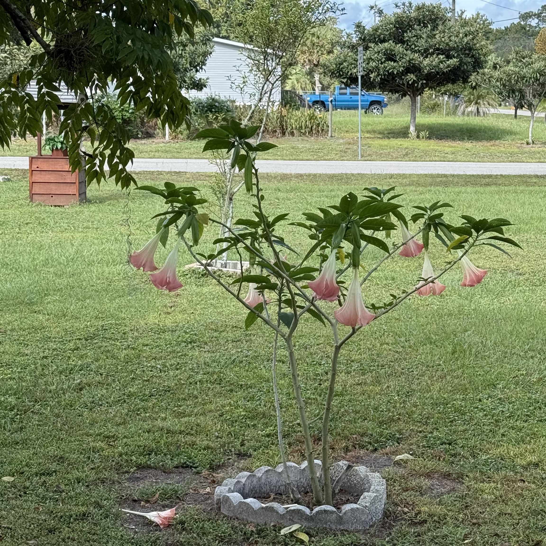 736 San Mateo Road Satsuma, FL 32189 - Photo 41 of 41 a view of a garden with a fountain