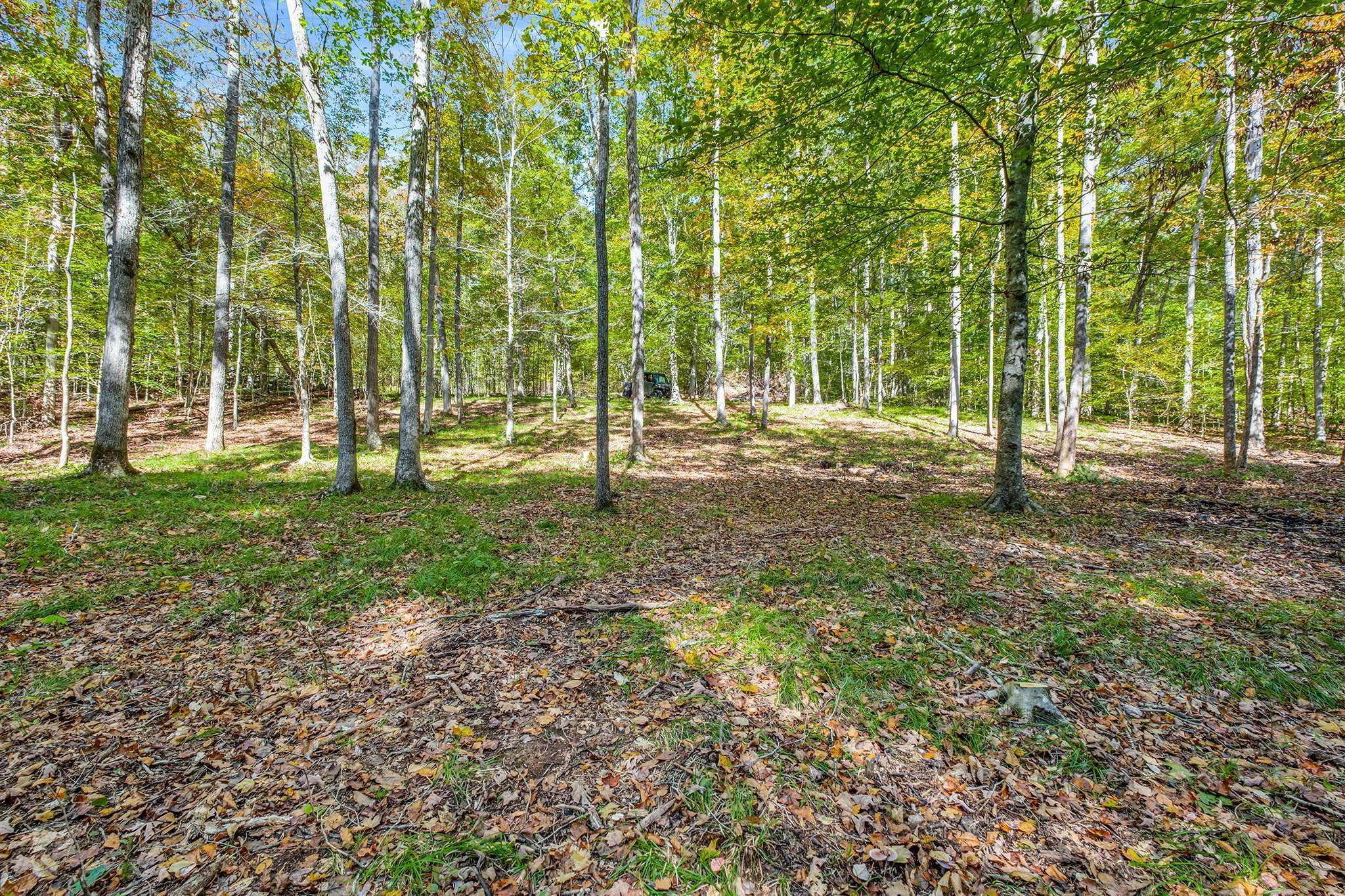 7909 Shoals Branch Road Primm Springs, TN 38476 - Photo 73 of 88