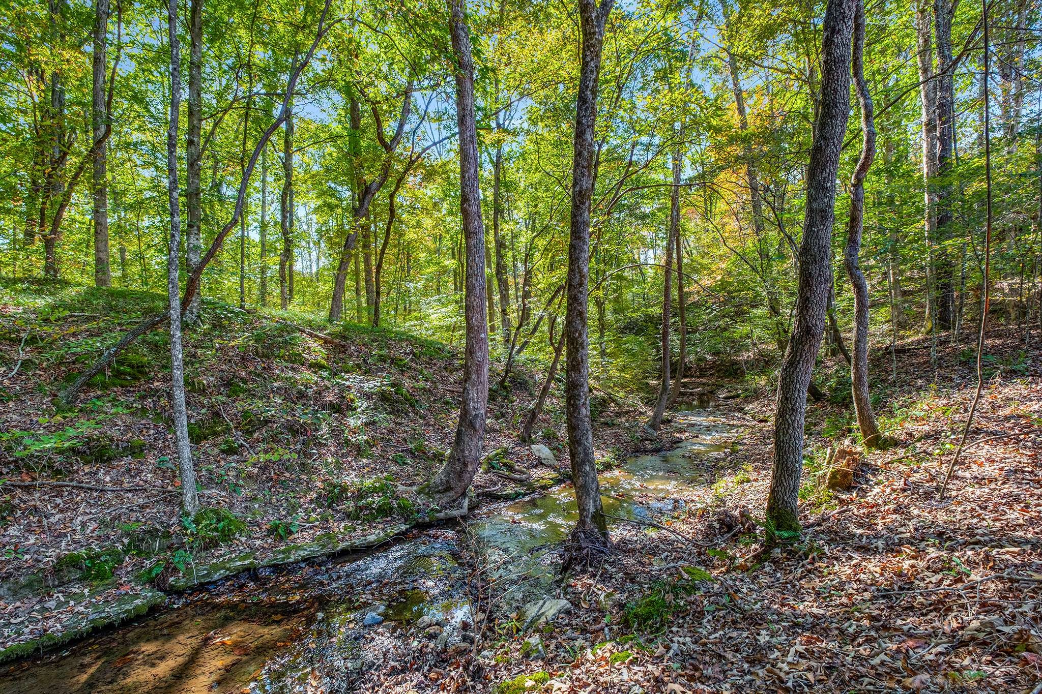 7909 Shoals Branch Road Primm Springs, TN 38476 - Photo 82 of 88