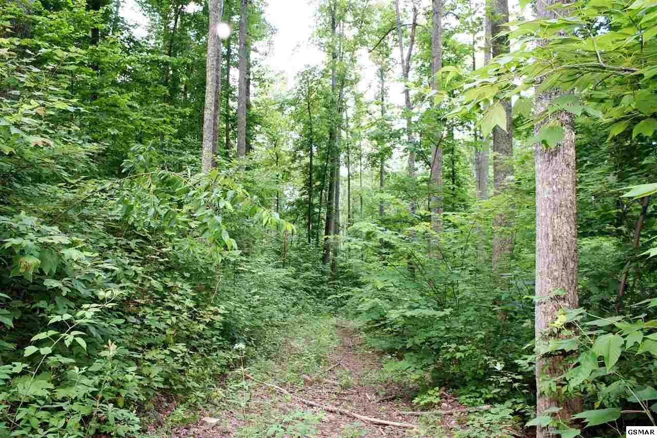 0 Collier Loop Dandridge, TN 37725 - Photo 16 of 35 Gallery Image 16