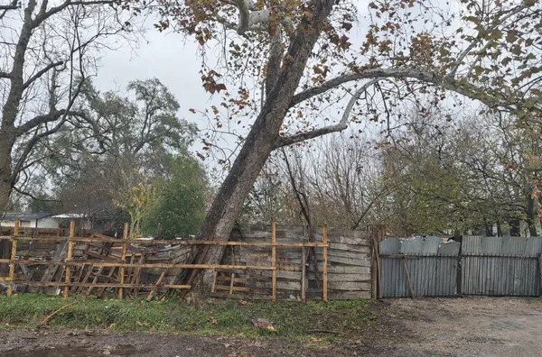 a view of a backyard with wooden fence and large trees