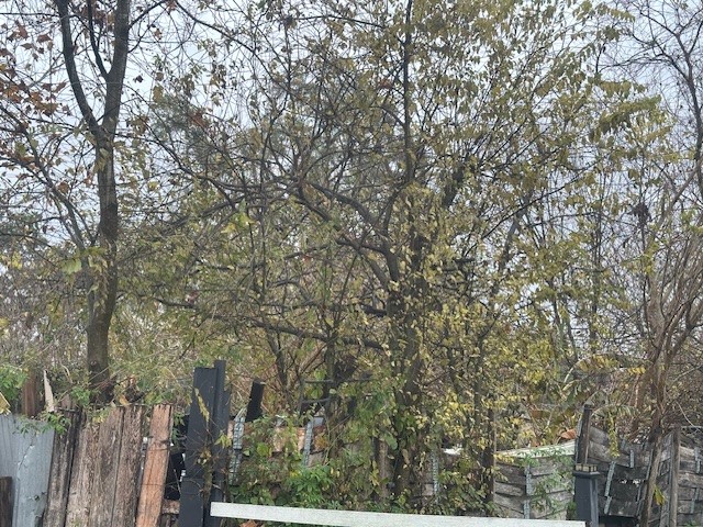 839 Fortune Street Houston, TX 77088 - Photo 2 of 9 an outdoor space with lots of trees