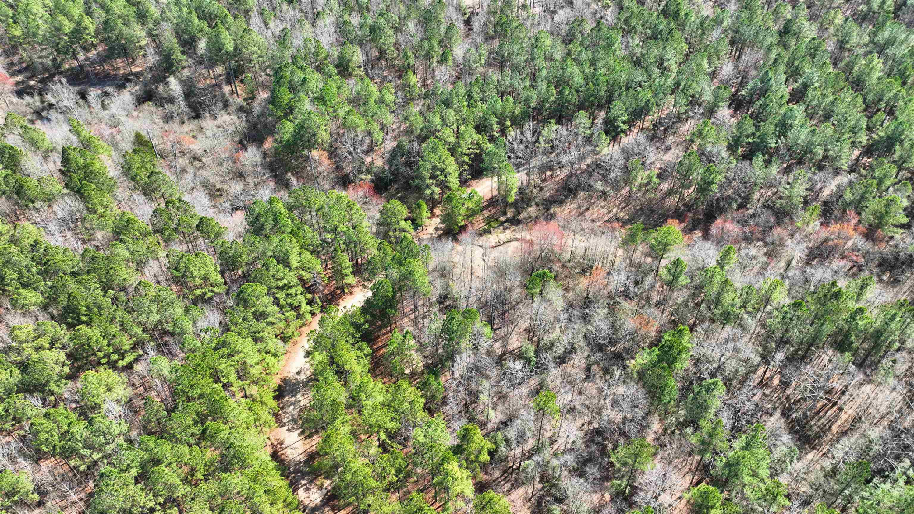 1555 Stallings Mill Road Spring Hope, NC 27882 - Photo 12 of 27 a view of a forest with a tree