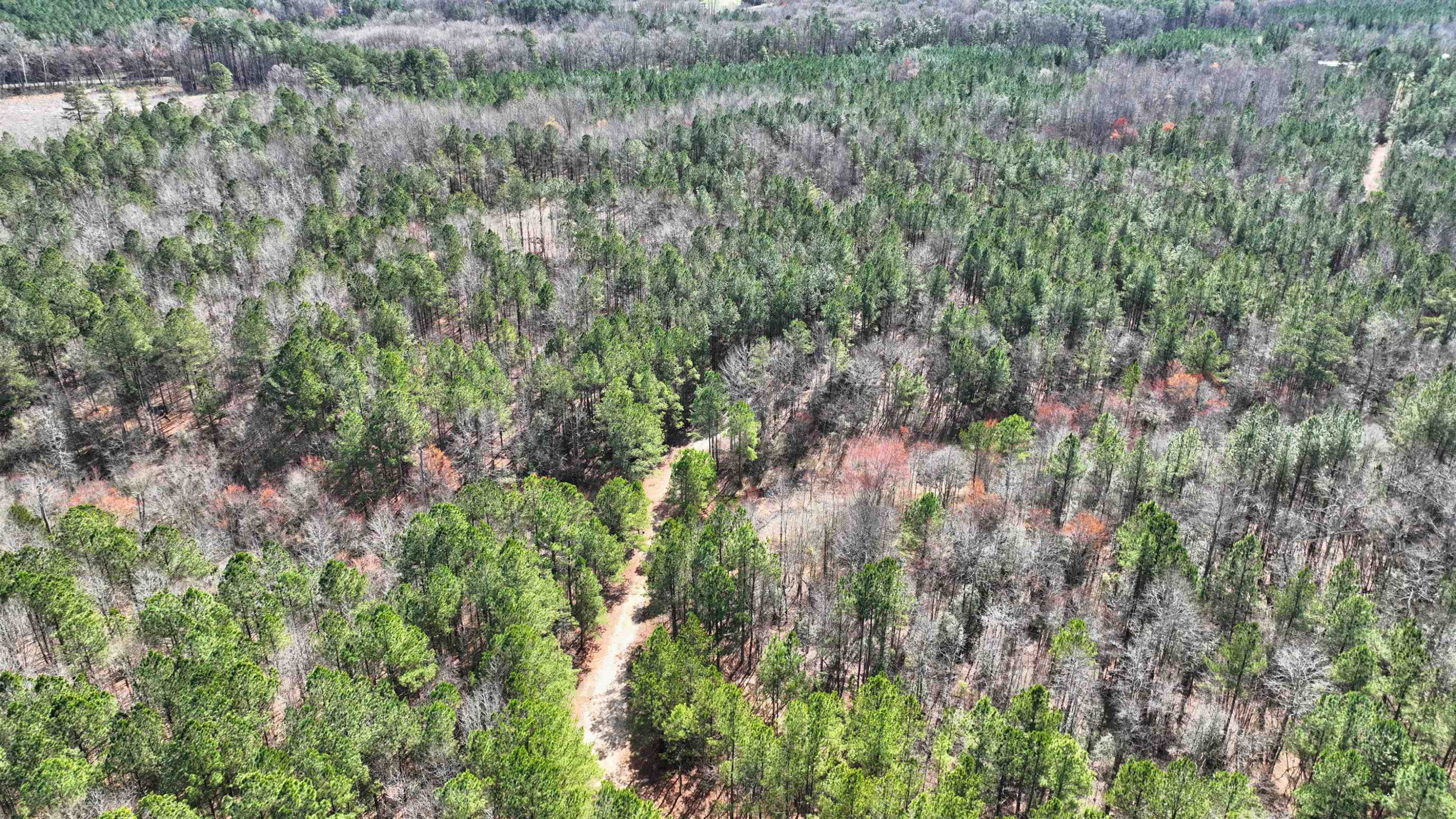 1555 Stallings Mill Road Spring Hope, NC 27882 - Photo 13 of 27 a view of a forest with a tree