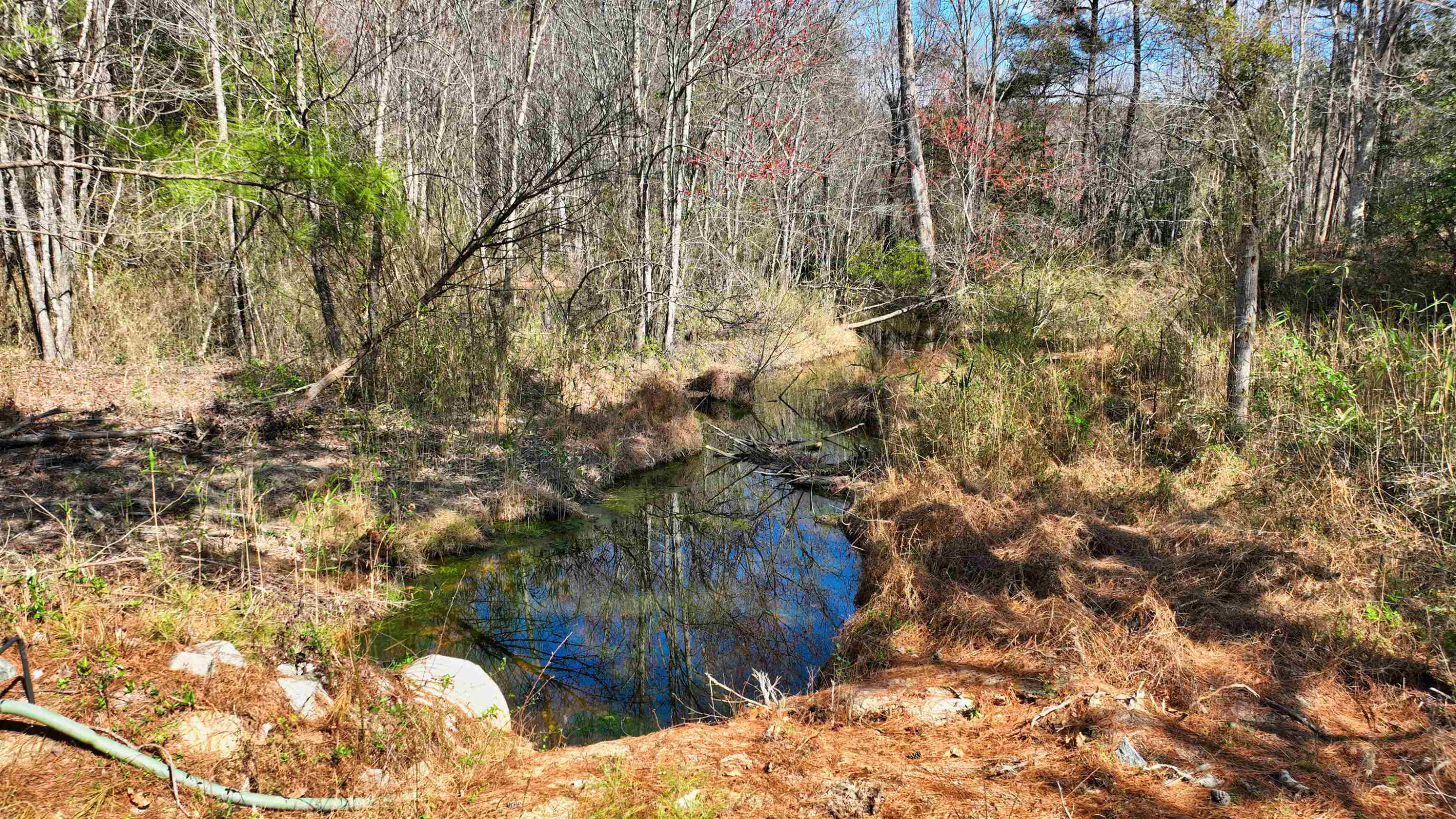 1555 Stallings Mill Road Spring Hope, NC 27882 - Photo 20 of 27 a picture of trees