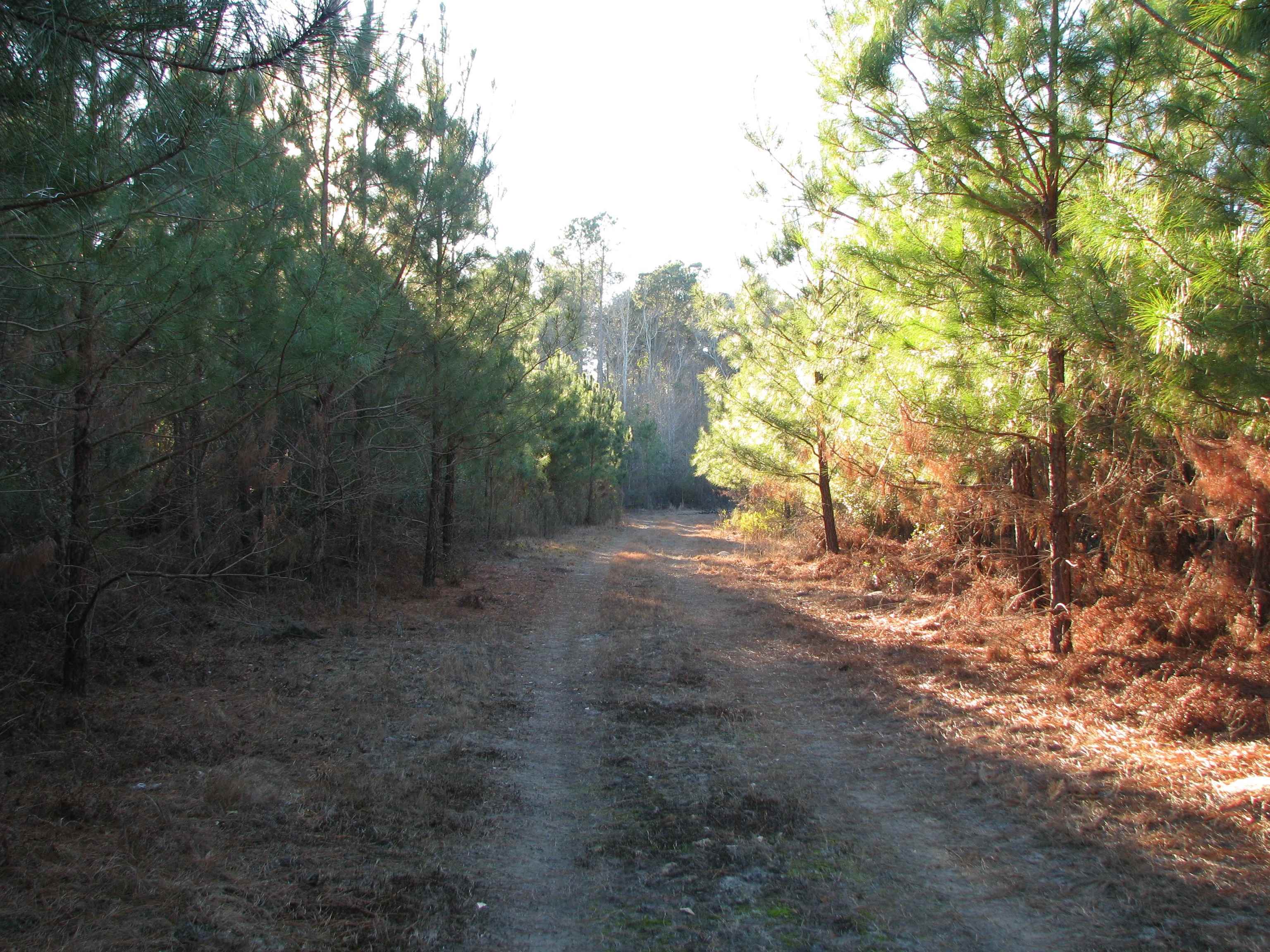 0 Gully Branch Road Hamer, SC 29547 - Photo 16 of 35 View of dirt / gravel road featuring a forest view