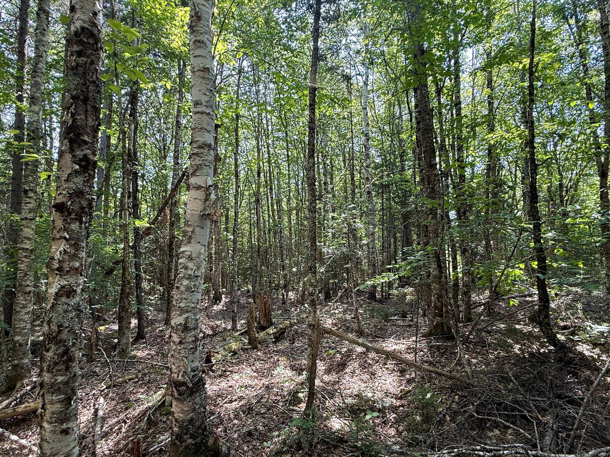 132 Rainy Road Springfield, ME 04487 - Photo 21 of 30 22