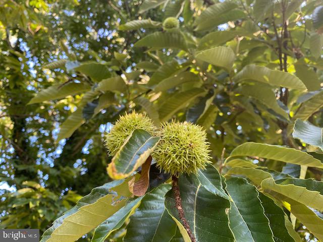 3416 Fox Mill Road Oakton, VA 22124 - Photo 28 of 32 chestnut