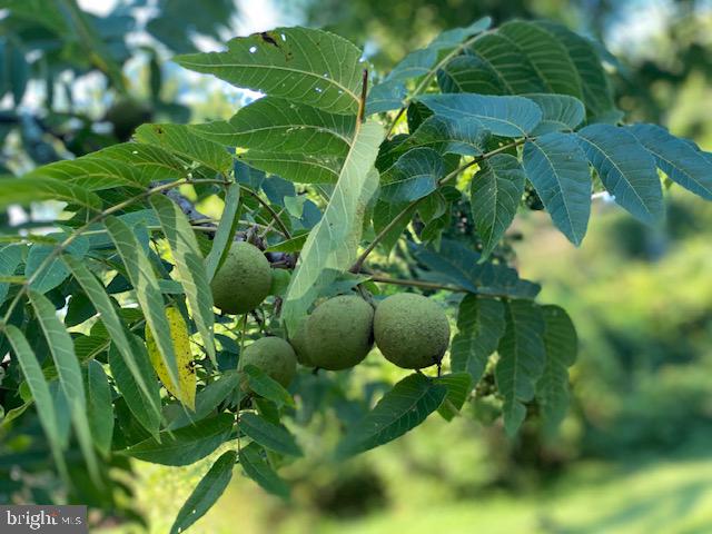 3416 Fox Mill Road Oakton, VA 22124 - Photo 29 of 32 walnuts