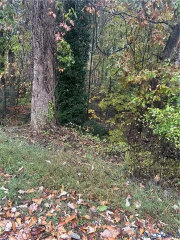 a view of a forest with plants and trees