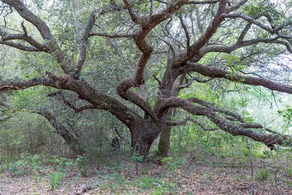 a view of a trees in a yard