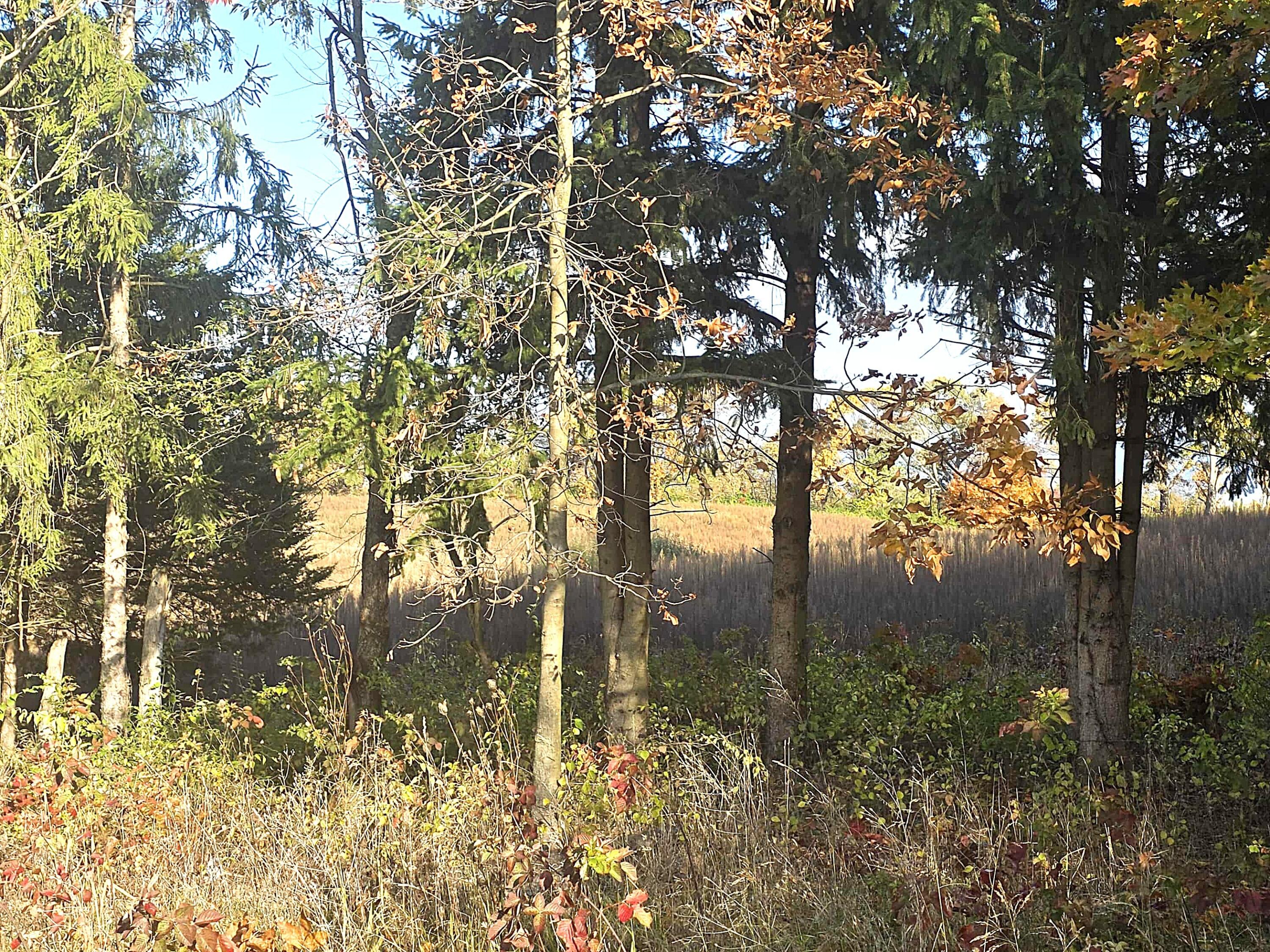 14308 Garber Road Constantine, MI 49042 - Photo 20 of 22 c98846fd-ea1c-49eb-b0ab-59da667e6094