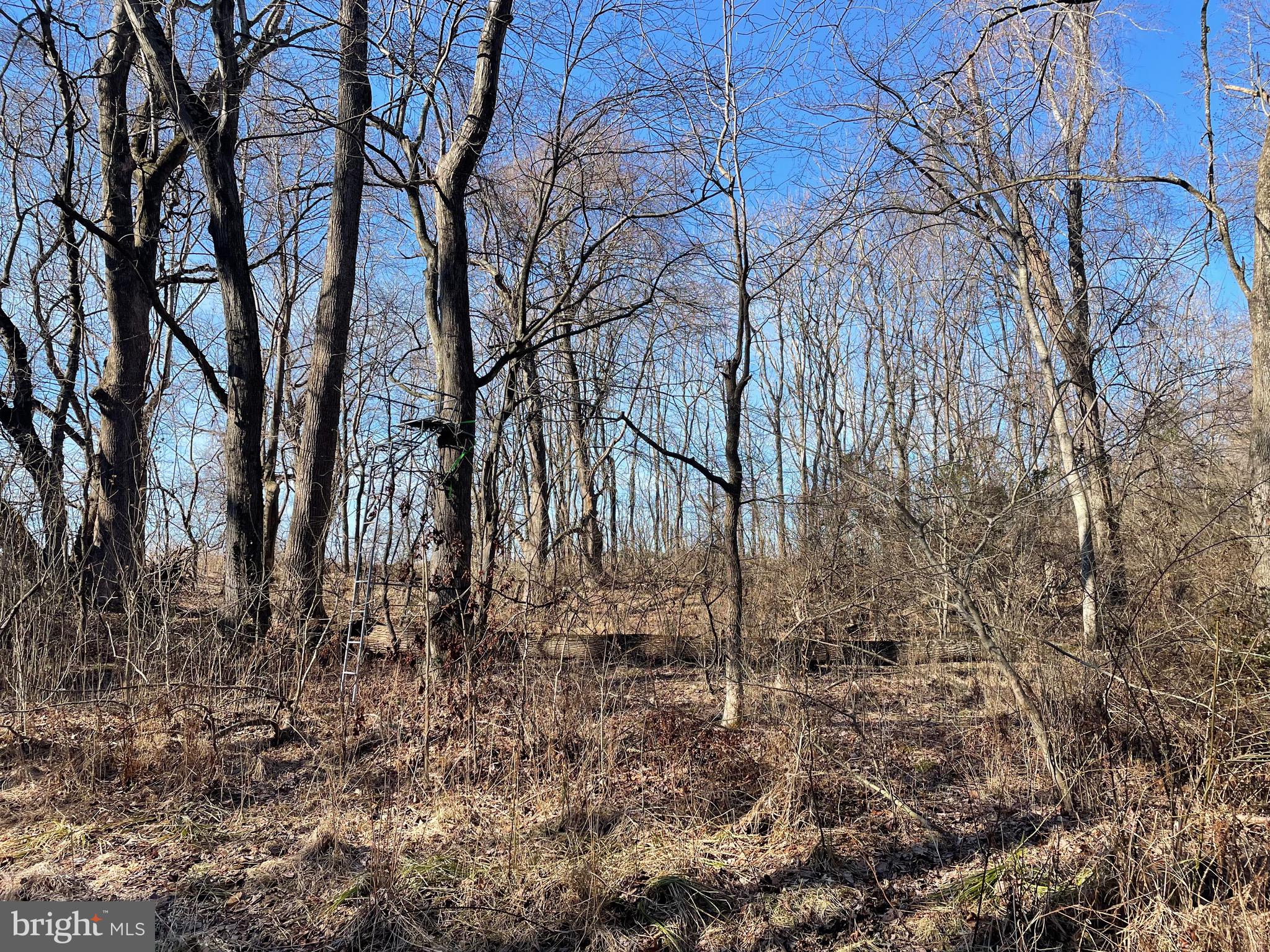 Beaver Dam Road Trappe, MD 21673 - Photo 11 of 17 a backyard of a house with lots of green space