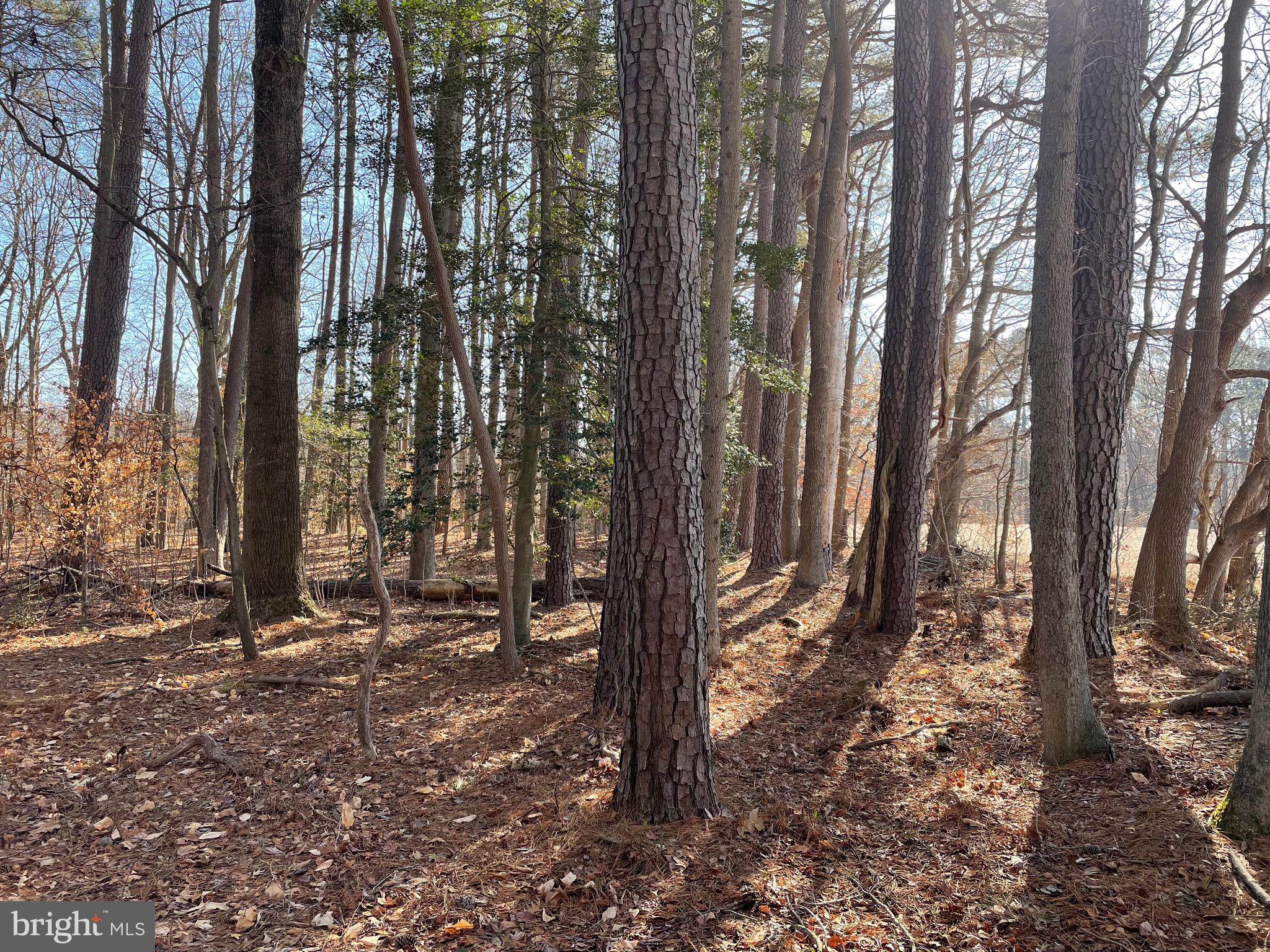 Beaver Dam Road Trappe, MD 21673 - Photo 12 of 17 a view of a forest with trees in the background