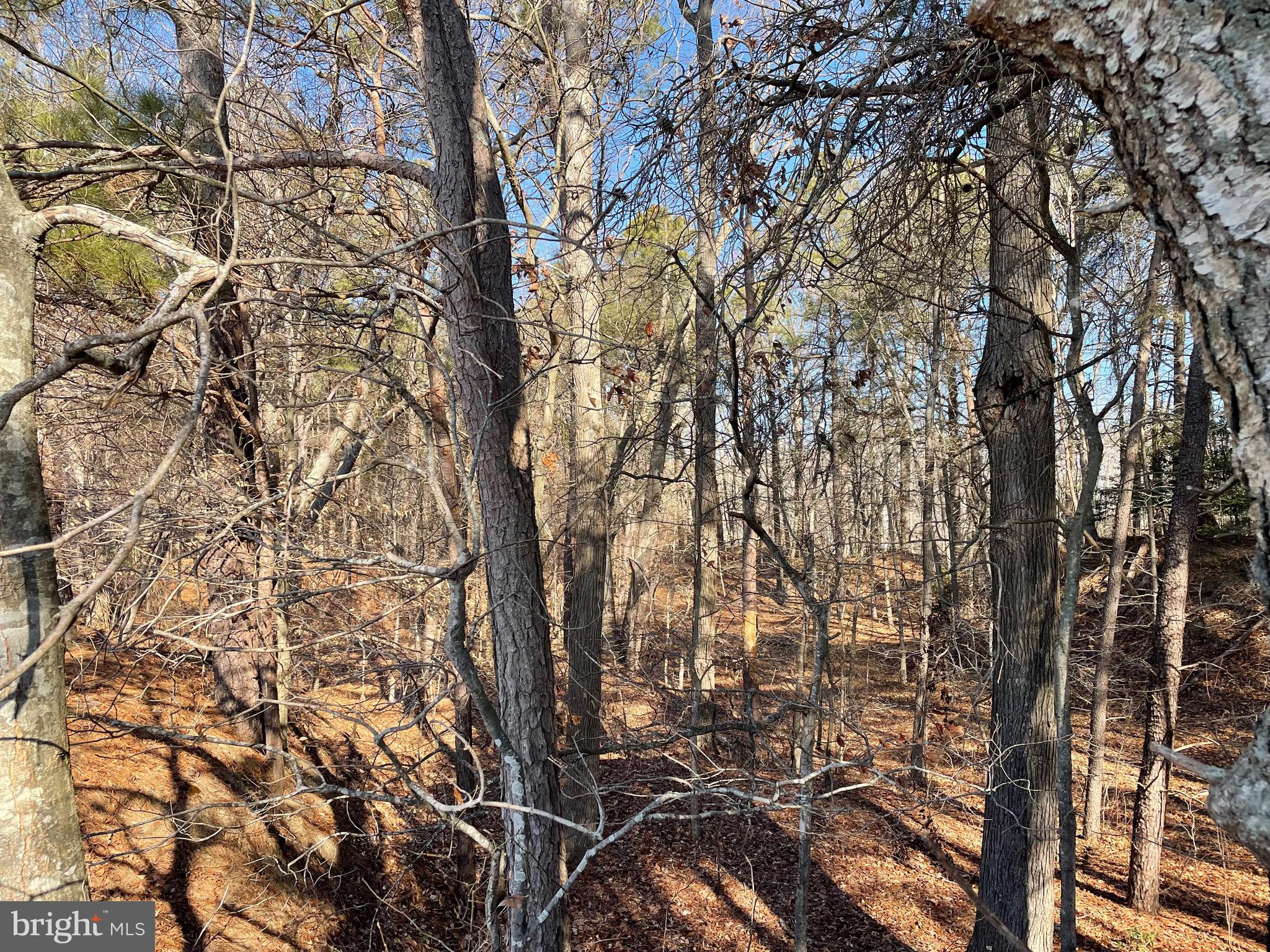 Beaver Dam Road Trappe, MD 21673 - Photo 13 of 17 a picture of tree