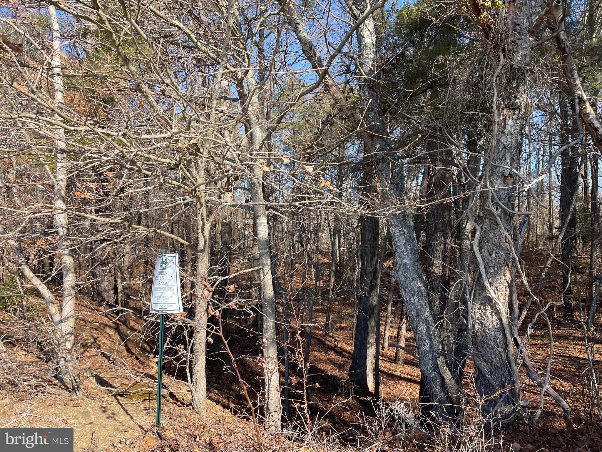 Beaver Dam Road Trappe, MD 21673 - Photo 15 of 17 a picture of a tree