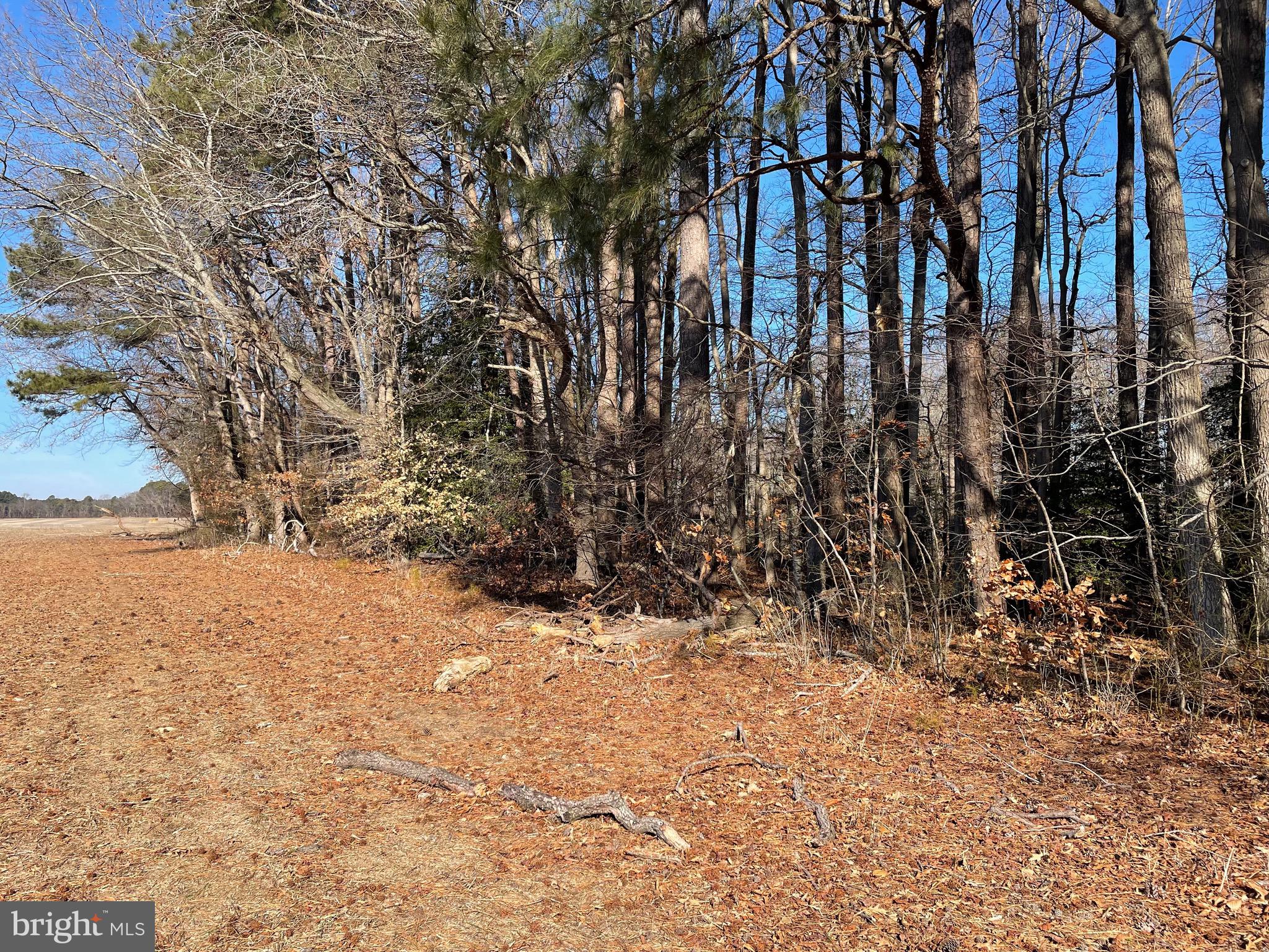 Beaver Dam Road Trappe, MD 21673 - Photo 6 of 17 a view of snow covered with trees