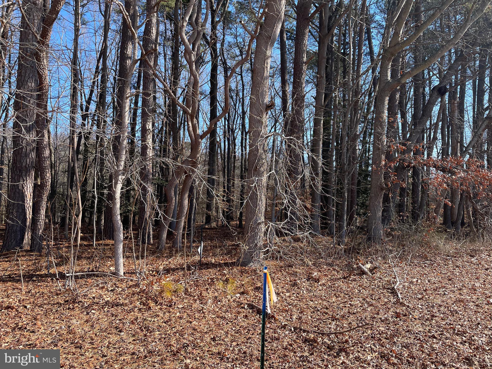 Beaver Dam Road Trappe, MD 21673 - Photo 7 of 17 a view of a backyard