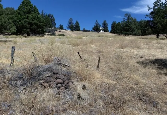 a view of a yard with a tree