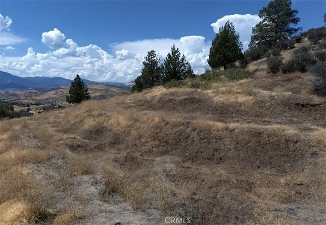 a view of a bunch of trees in the background