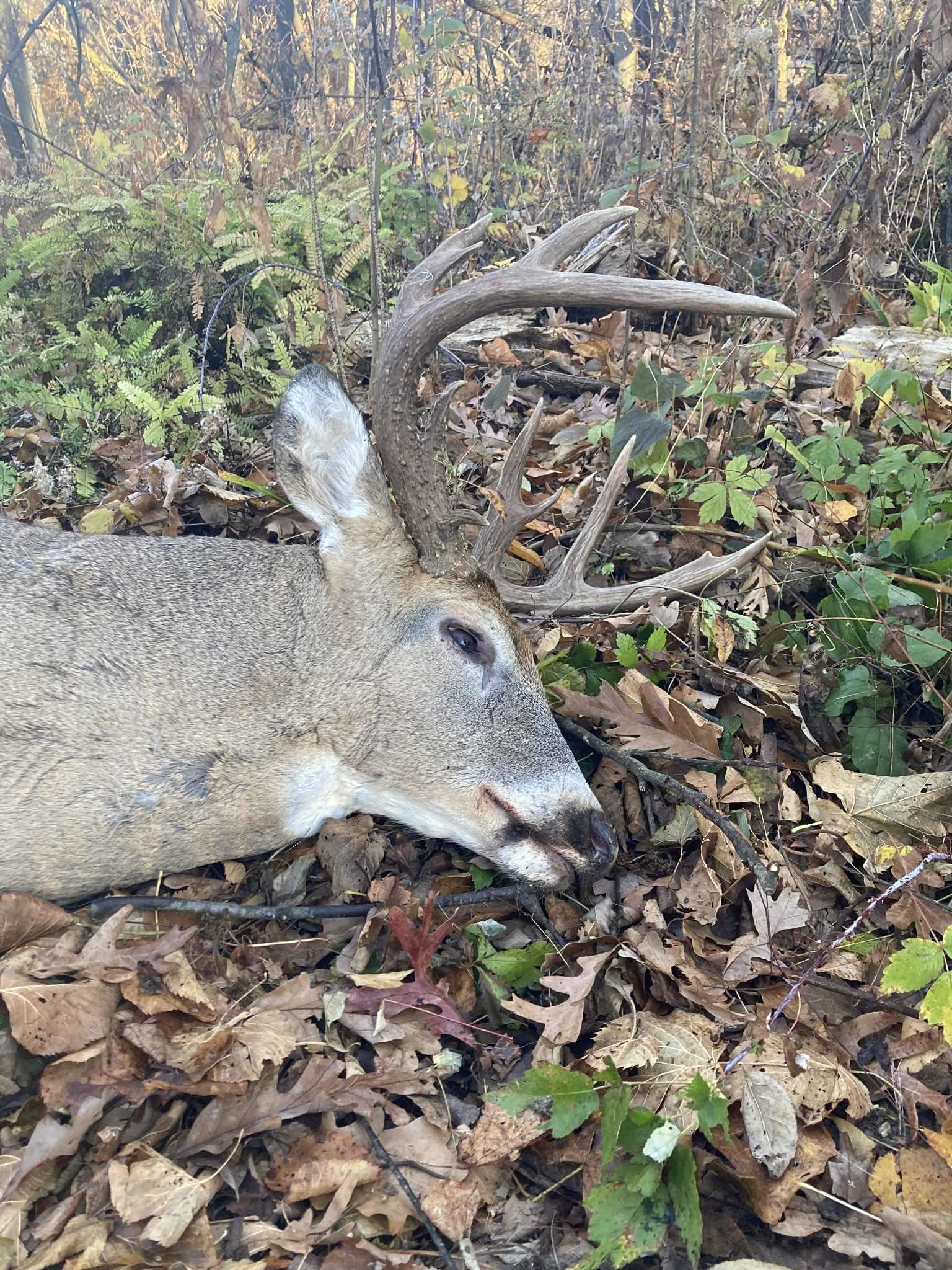 7880 East Lamont Road Argyle, WI 53504 - Photo 34 of 66