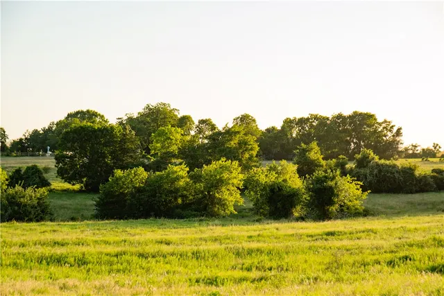 a view of ocean with a large trees